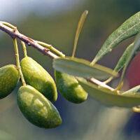 Olives Lucques ©Jean Weber CC BY 2.0