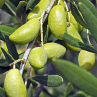 Olives Lucques ©Jean Weber CC BY 2.0