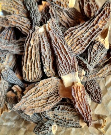 Morilles séchées