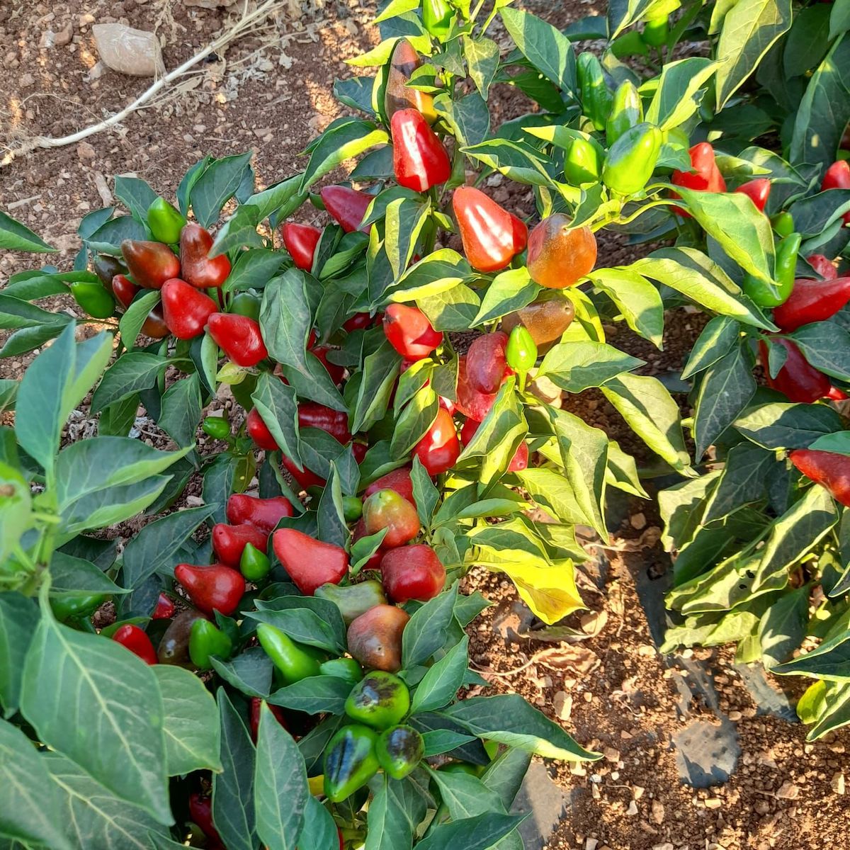 Tap de Corti ©Especias Crespi