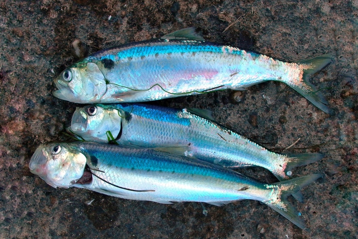 Aloses ©Jerome Courboules CC BY-NC 2.0