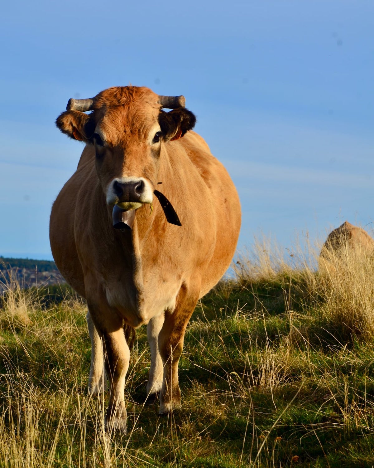 Boeuf fin gras du Mézenc ©AOP fin gras du Mézenc