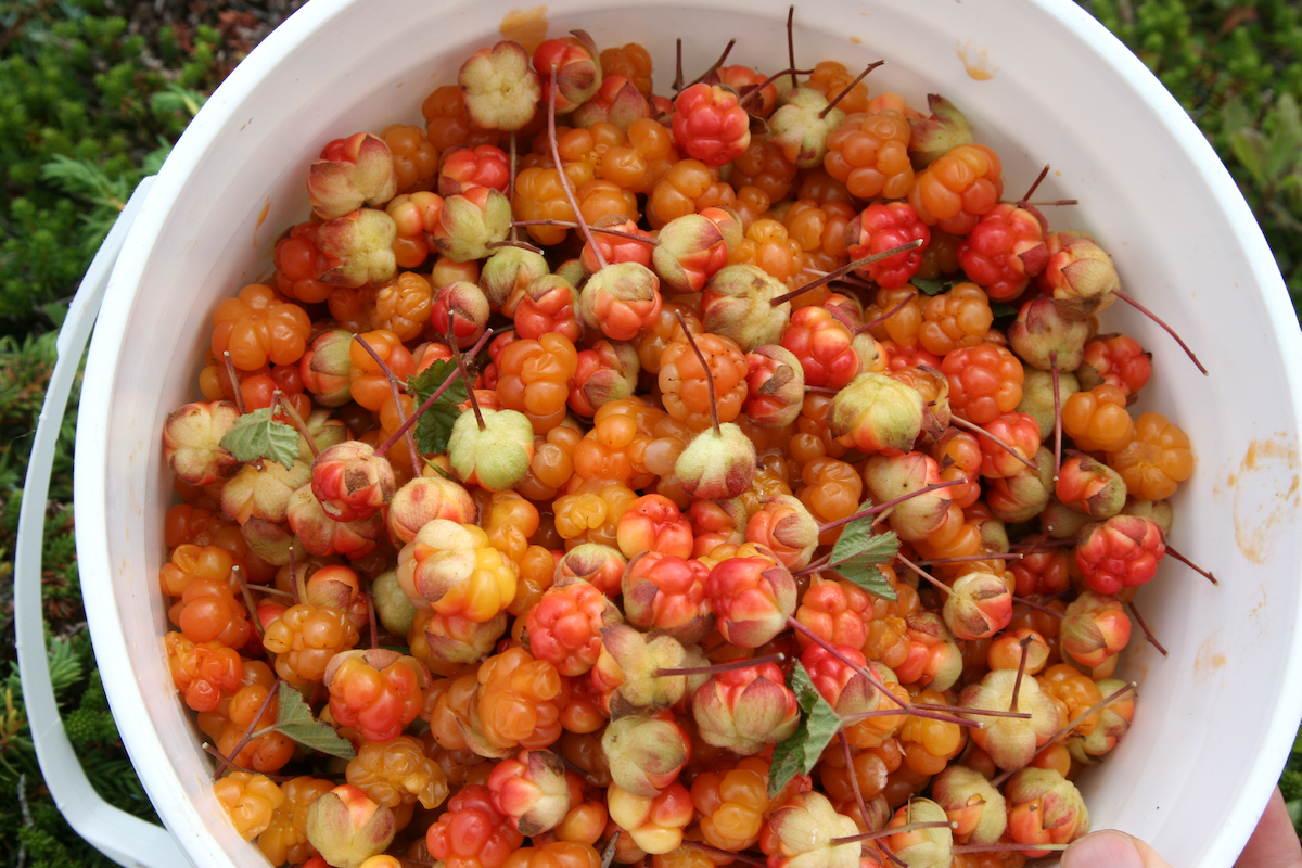 Chicoutai ©BC's Coastal Dry Belt - CC BY-NC-ND 2.0