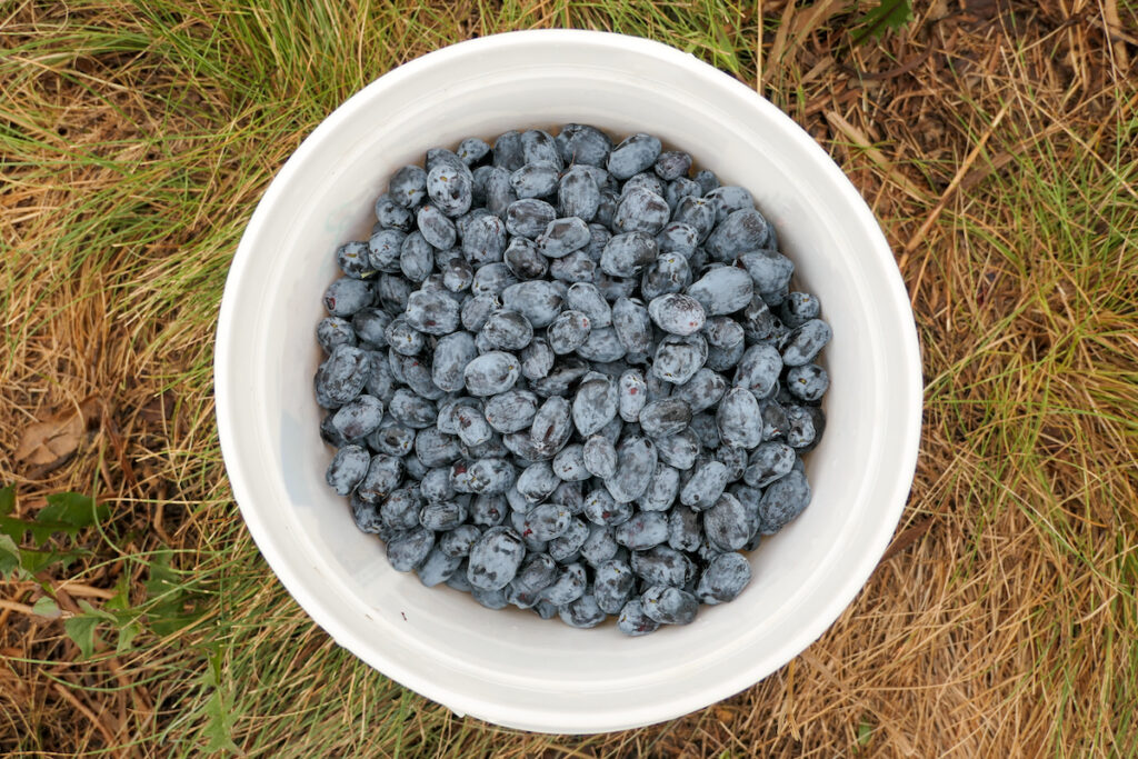 Camerises ©Mark Male CC BY SA 20