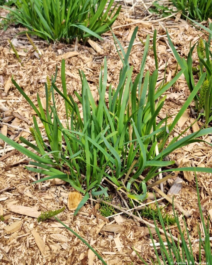 Ciboulette aillée (chinoise) - Queue d'ail