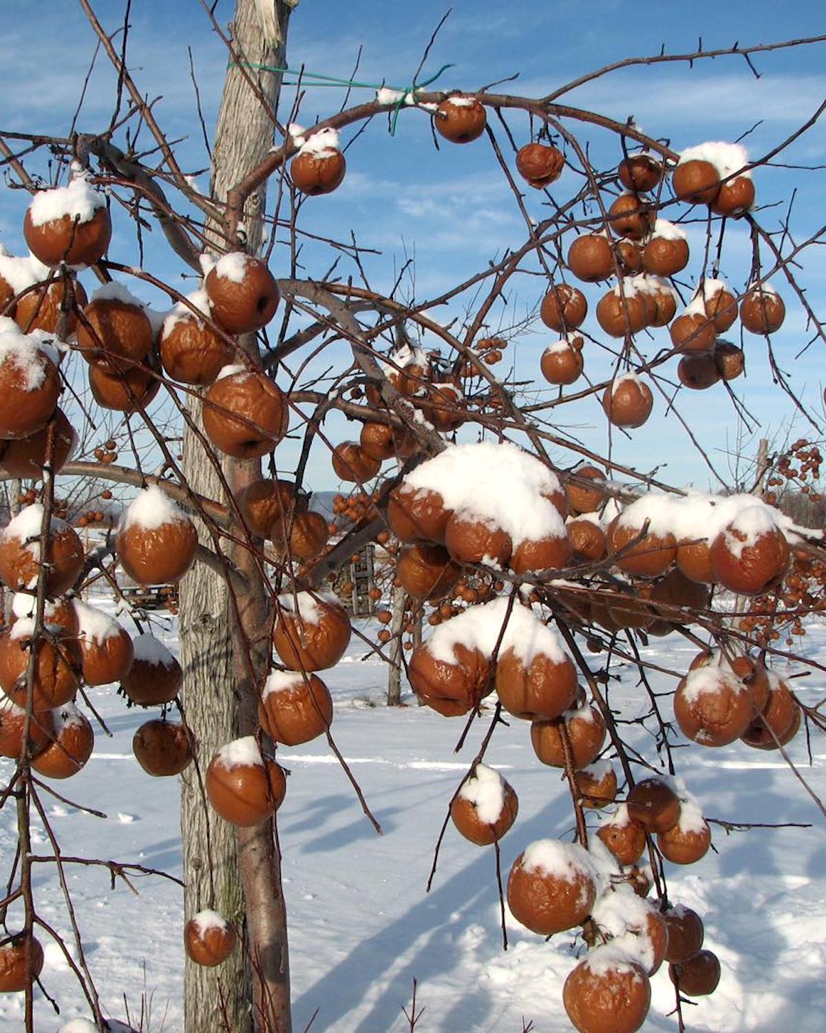 Pommes gelées ©Vergers Bilodeau