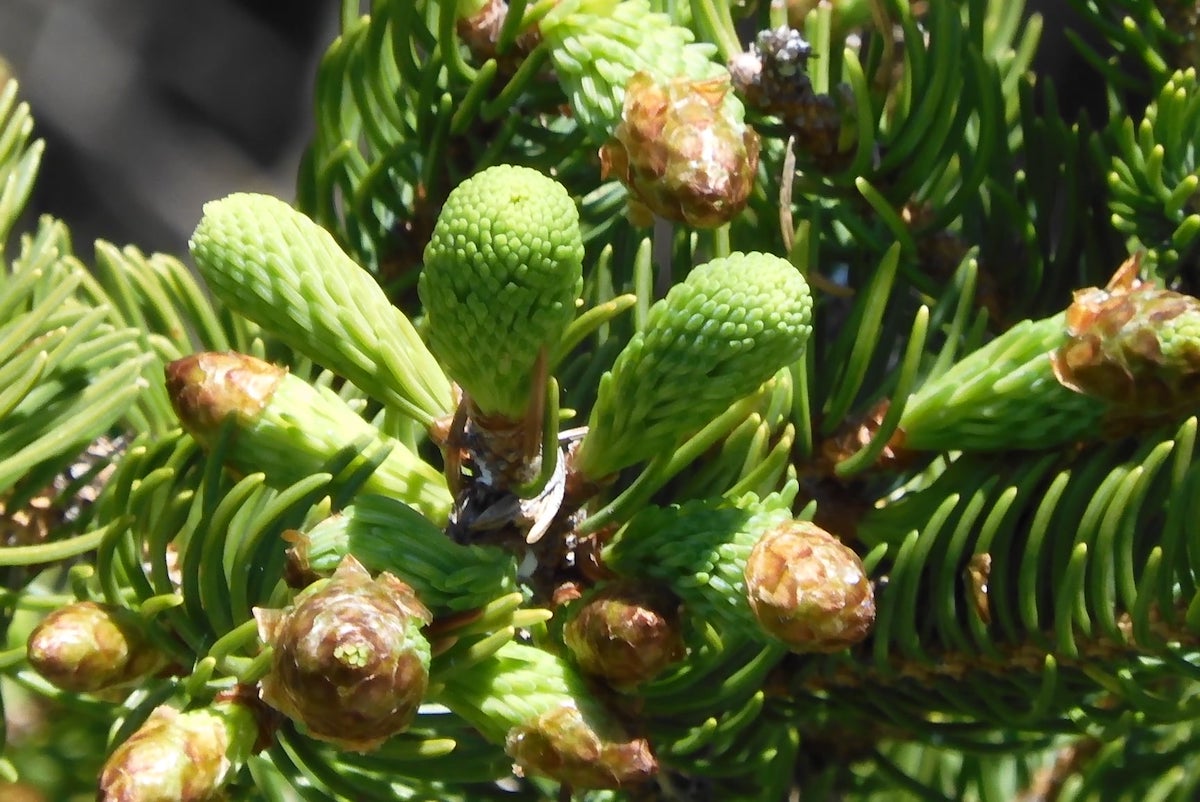 Pousses d'épinette ©Odette Gilbert