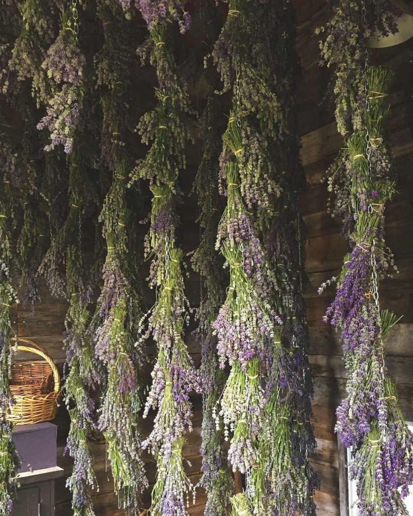 Séchage de la lavande