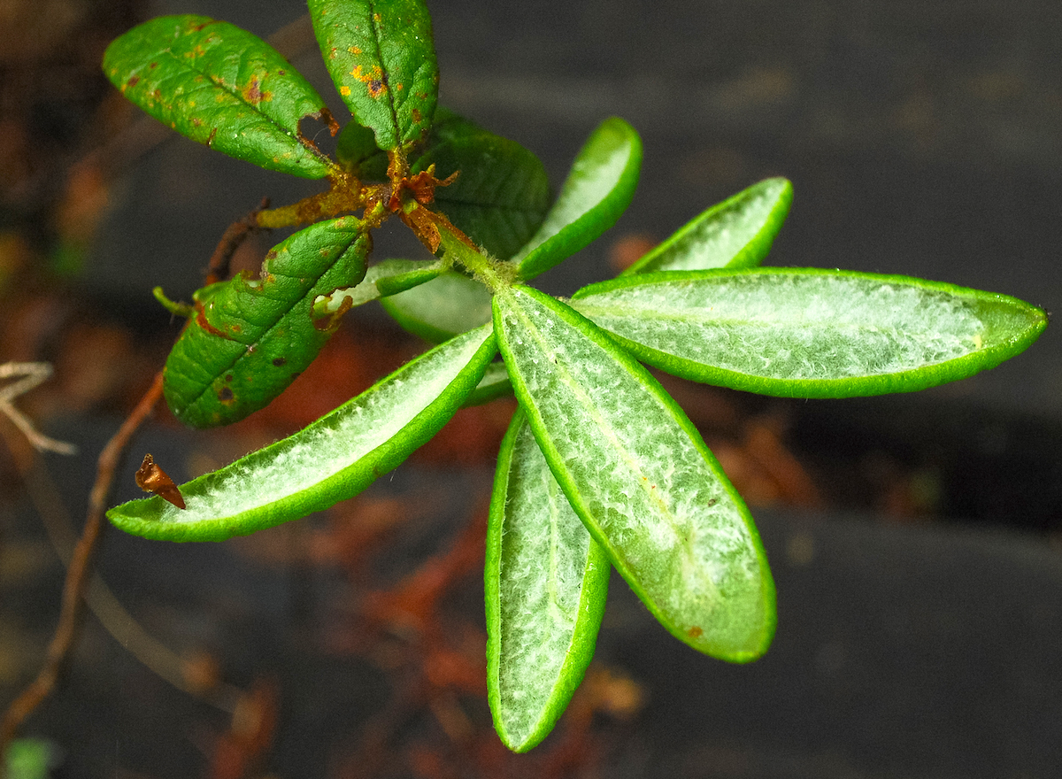 Thé du Labrador ©Joshua Mayer CC BY-SA 2.0
