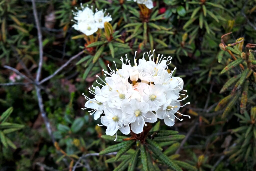 Thé du Labrador ©Subarctic Guy CC BY-NC 2.0