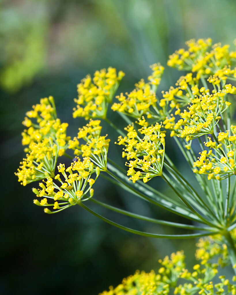 Fleurs de fenouil ©KKulikov shutterstock