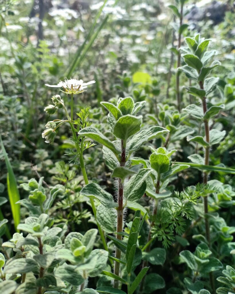 Origan ©Rudy Issa on Unsplash