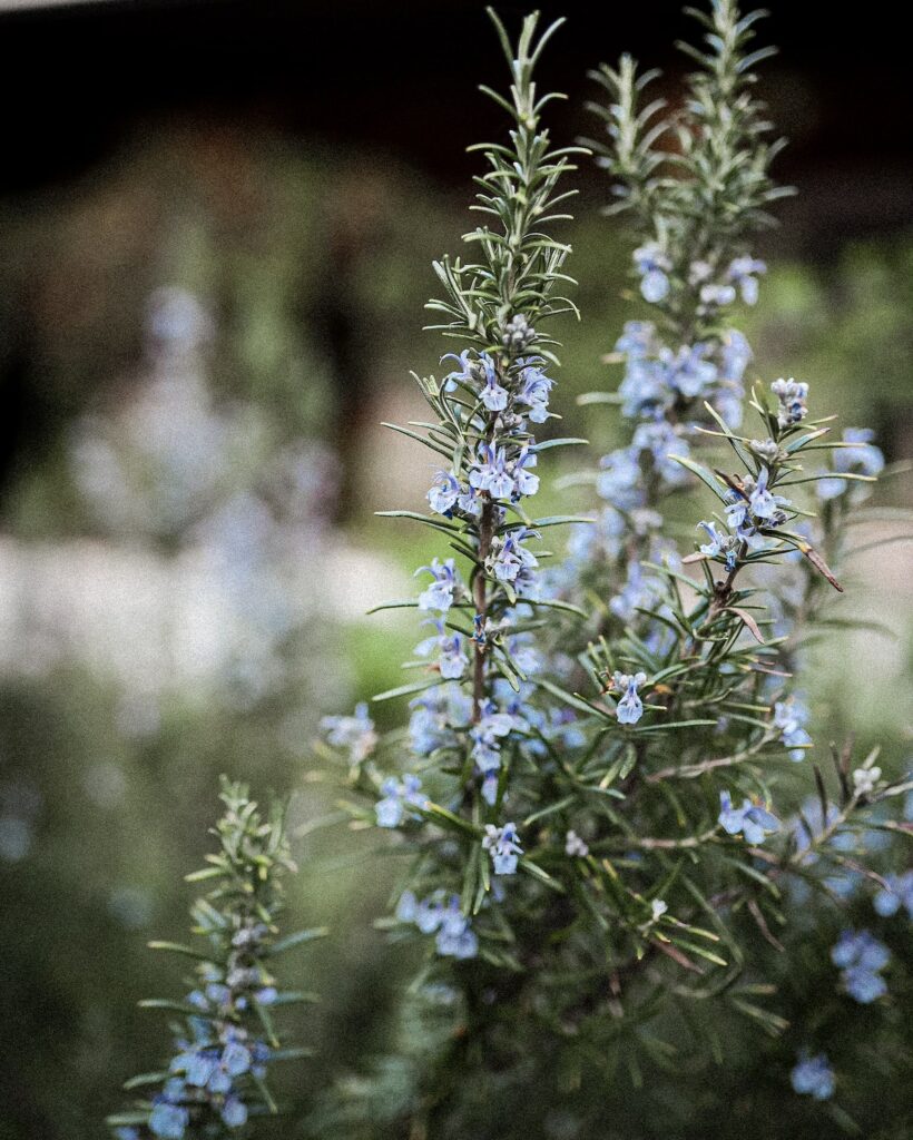 Romarin ©Corina Rainer on Unsplash