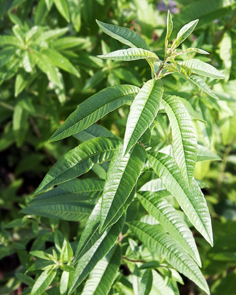 Verveine citron ©Lebensmittelfotos CC0 Pixabay