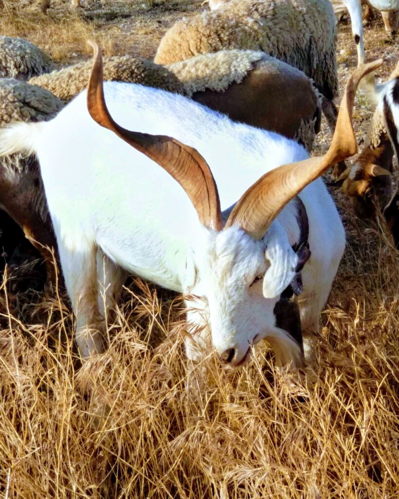Chèvre Celtiberica