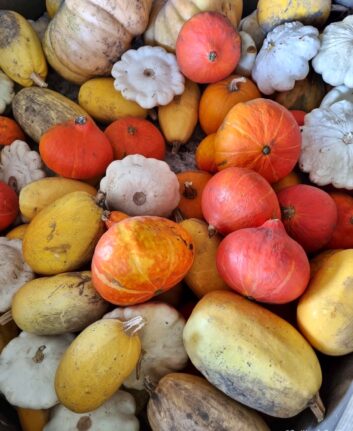 Courges et pâtissons