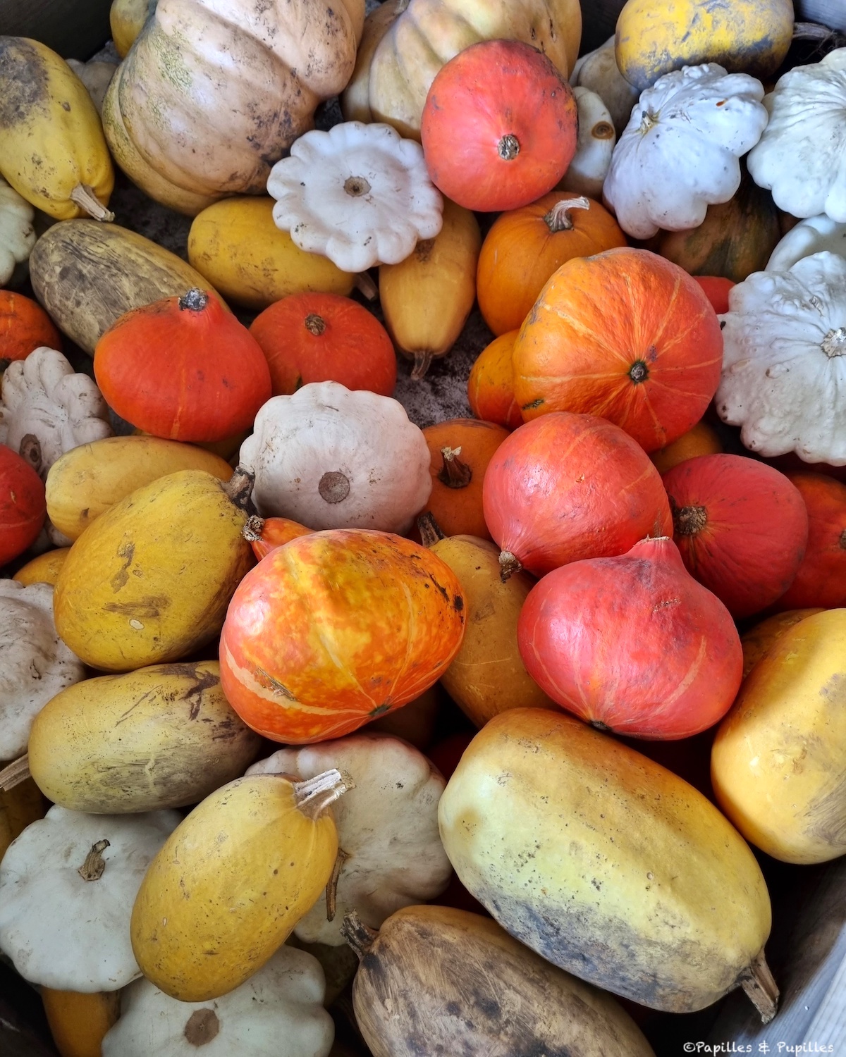 Courges et pâtissons