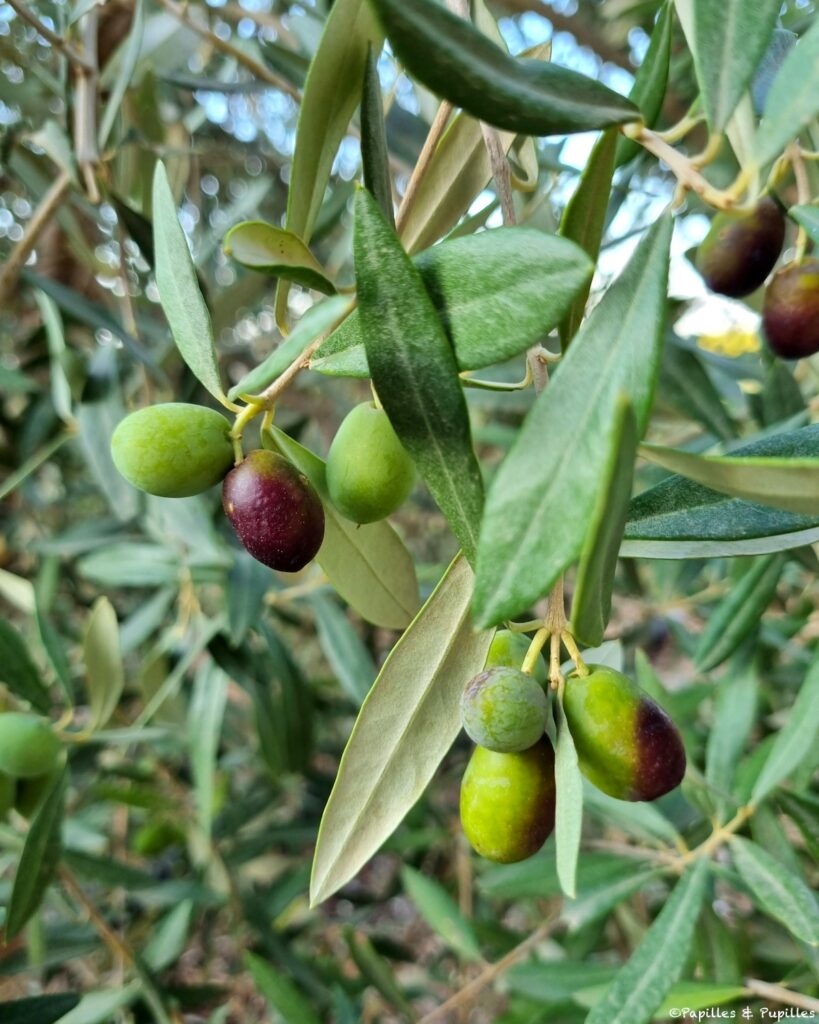 Olives vertes et noires
