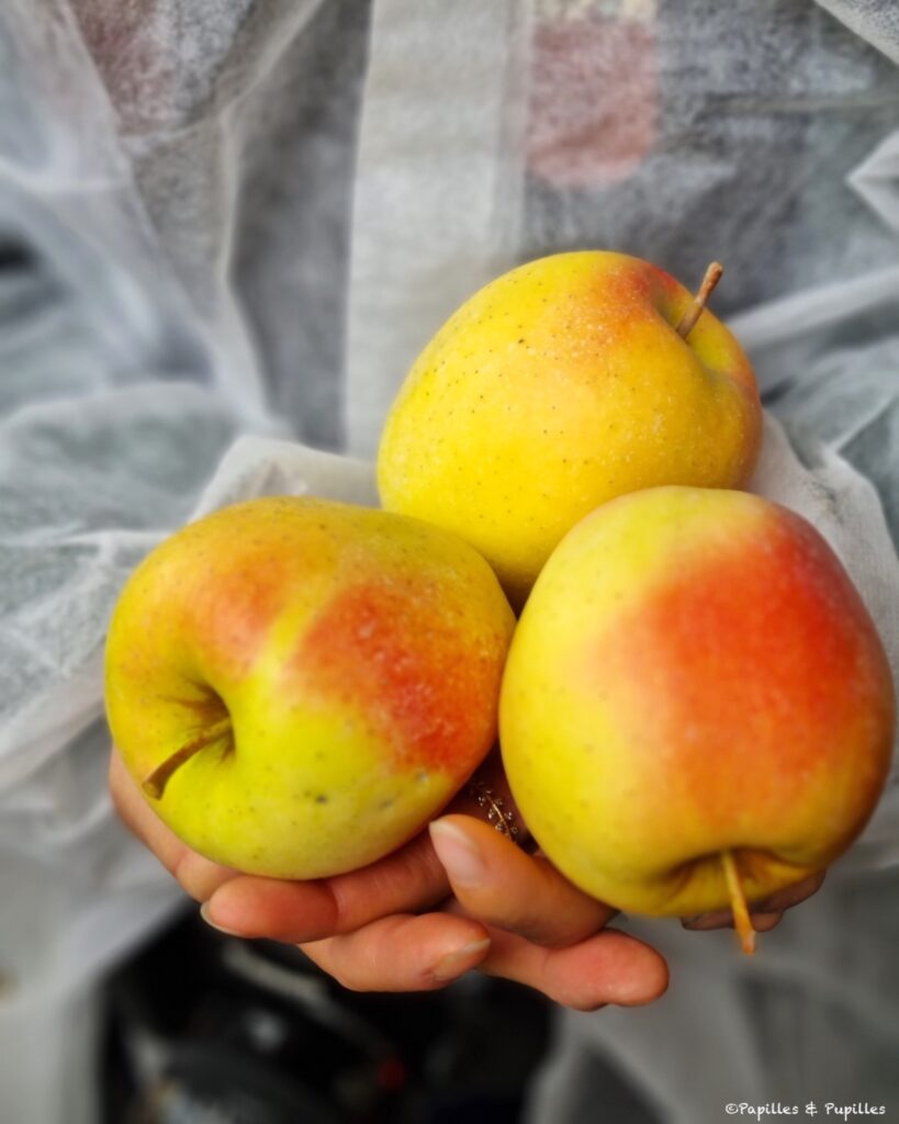 Pomme AOP du Limousin