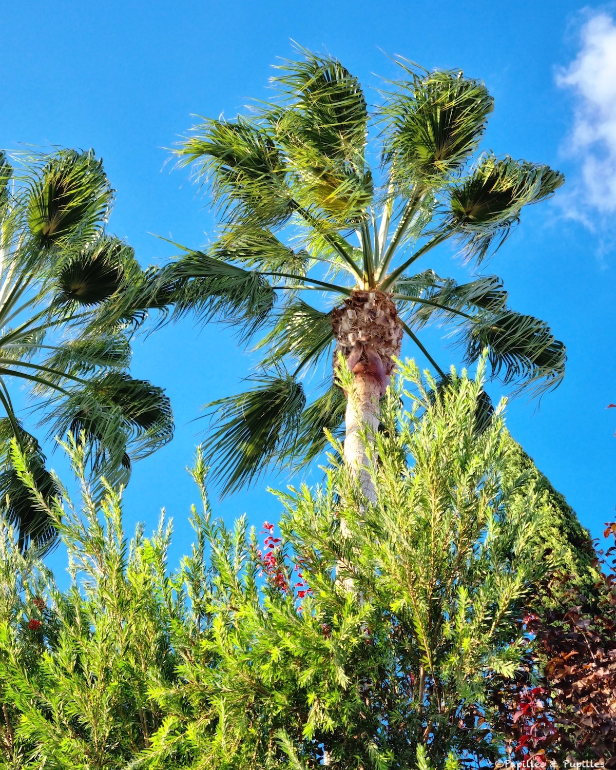 Feuilletés maison pour un apéritif de fêtes – inspiration du monde