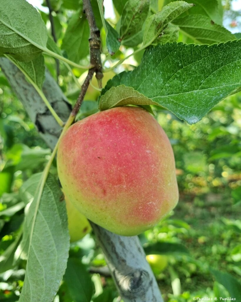 Golden du Limousin AOP