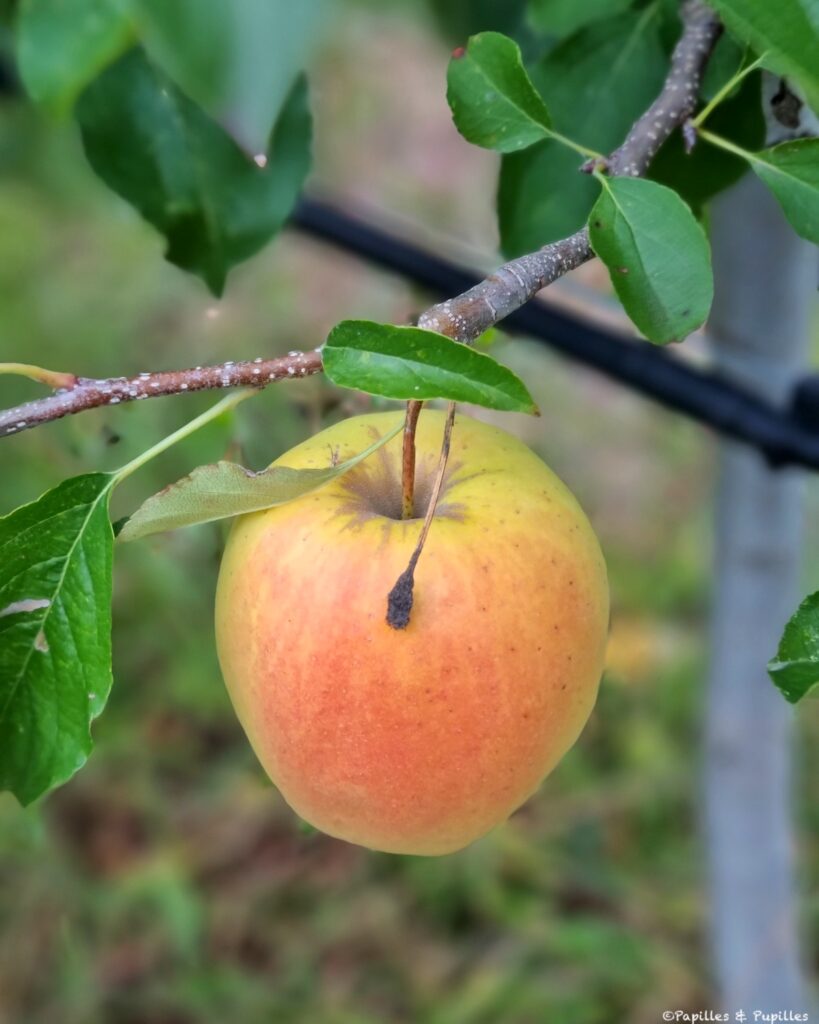 Pomme AOP du Limousin