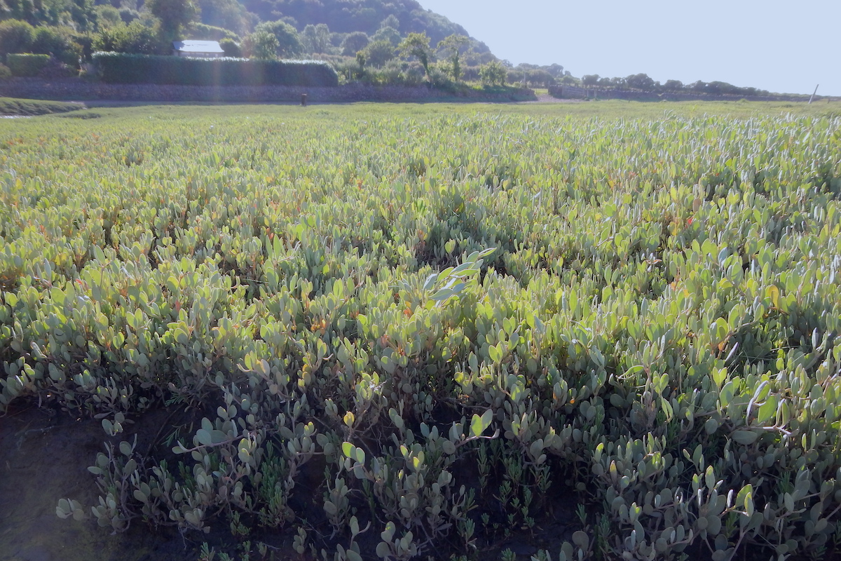 Halimione (Atriplex) portulacoides
