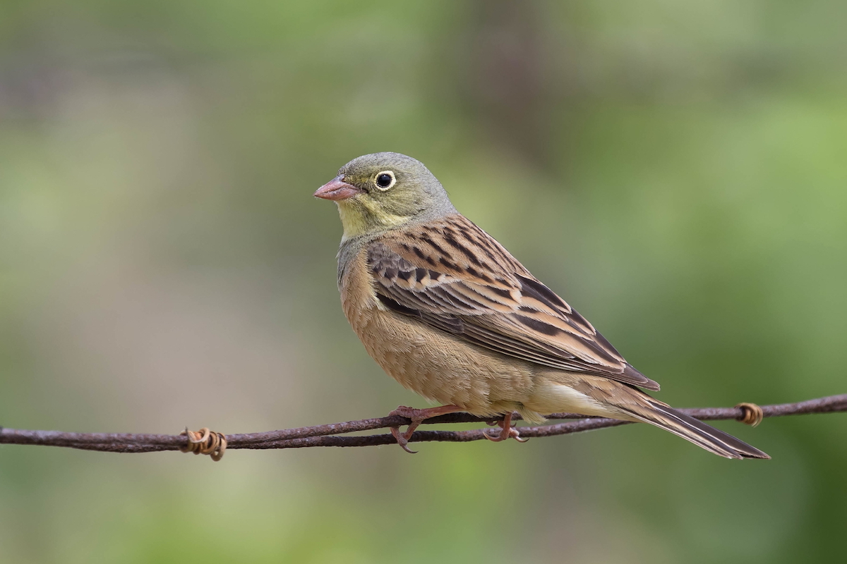 Ortolan ©Michel Idre CC BY-NC-ND 2.0