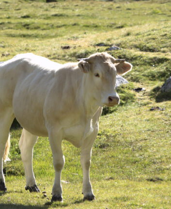 Blonde d'Aquitaine ©Kitty Terwolbeck CCBY20