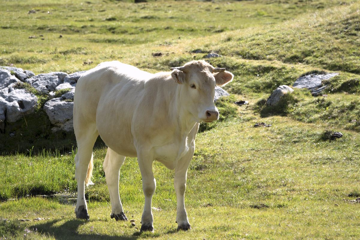 Blonde d'Aquitaine ©Kitty Terwolbeck CCBY20