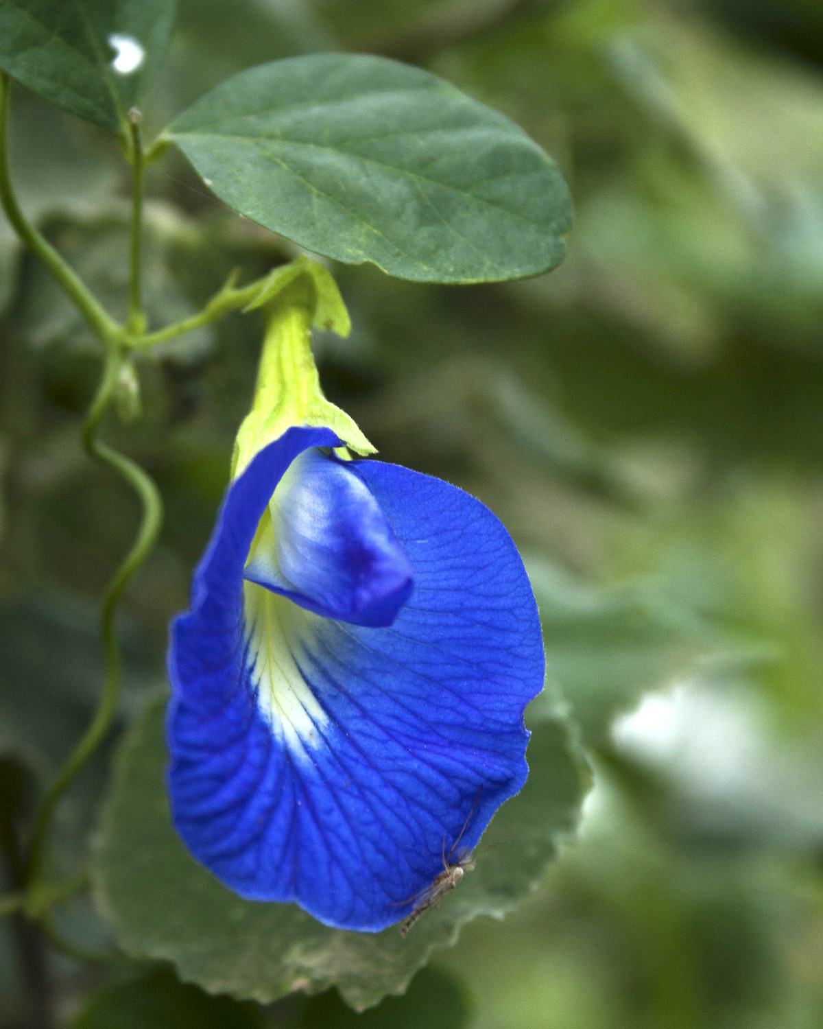 Fleur de pois papillon ©Siddarth Machado CC BY-NC 2.0
