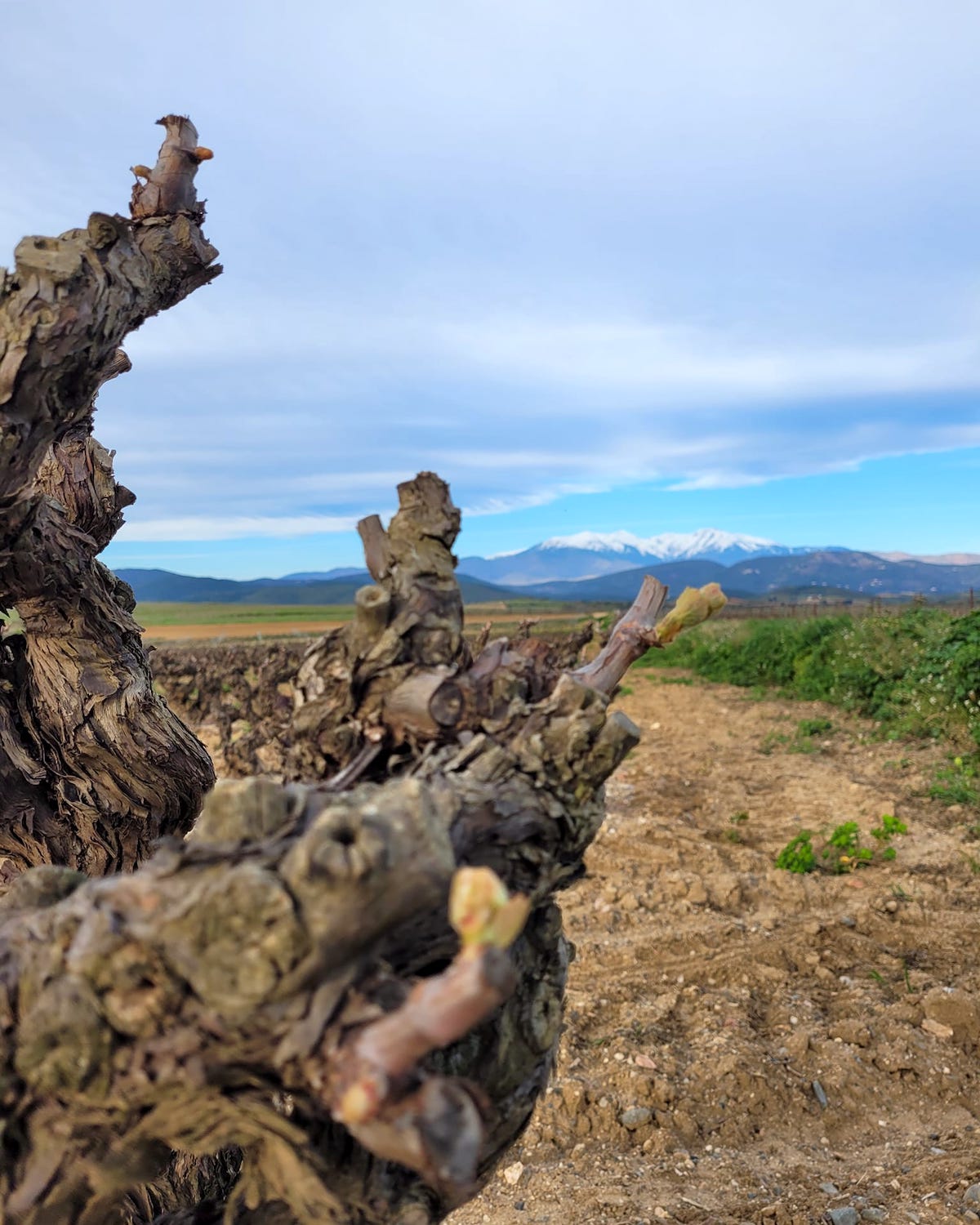 Vignobles Terrassous ©Vignobles Terrassous