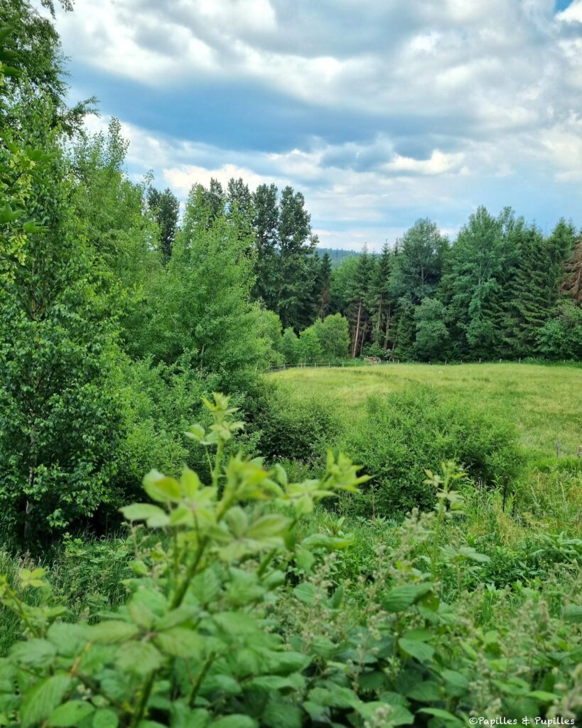 Une figue dans le poirier