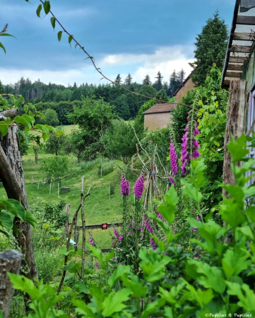 Une figue dans le poirier