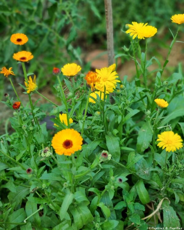 Une figue dans le poirier