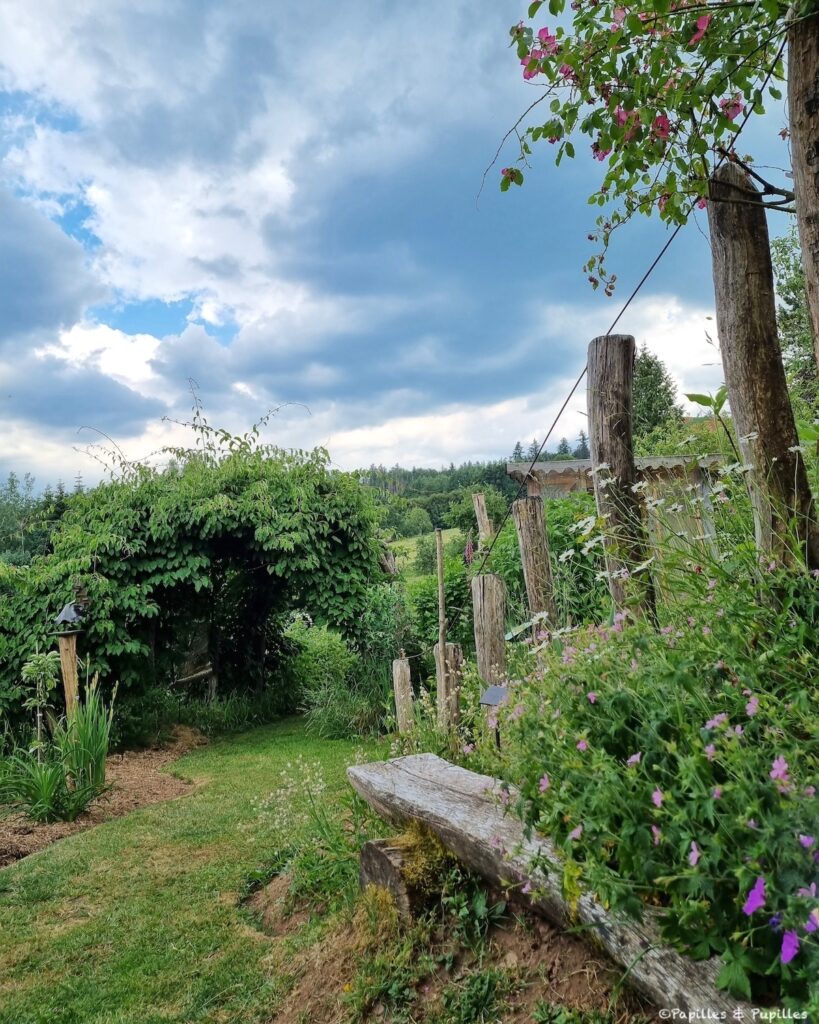 Une figue dans le poirier