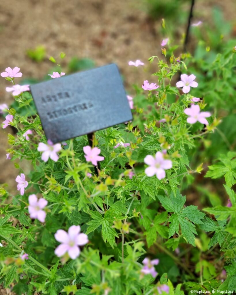 Une figue dans le poirier