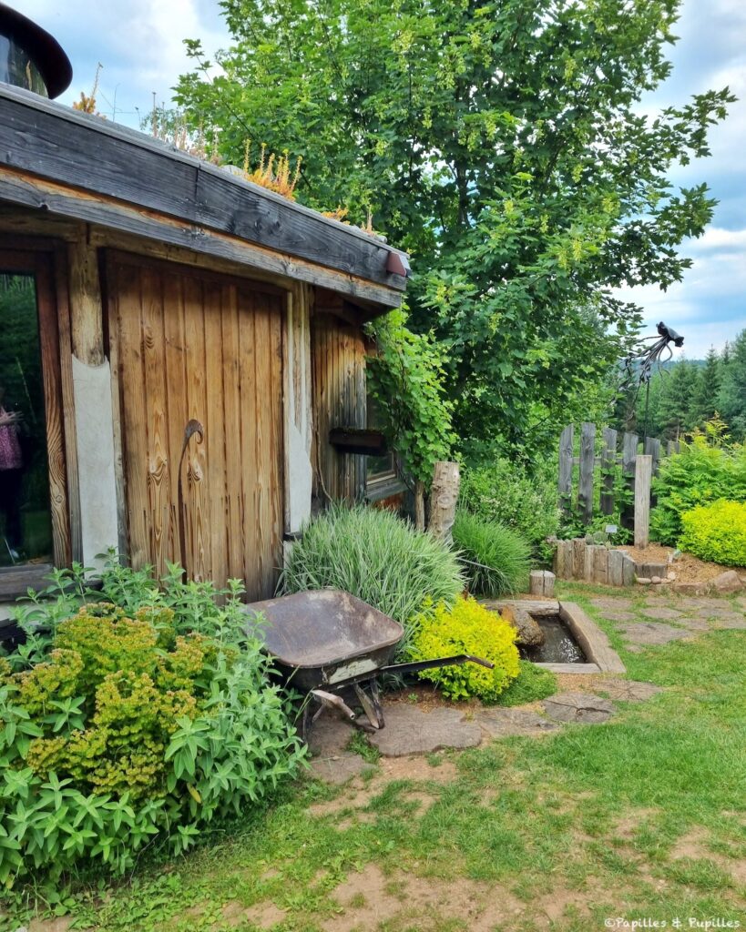 Une figue dans le poirier