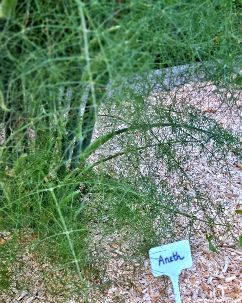 Aneth