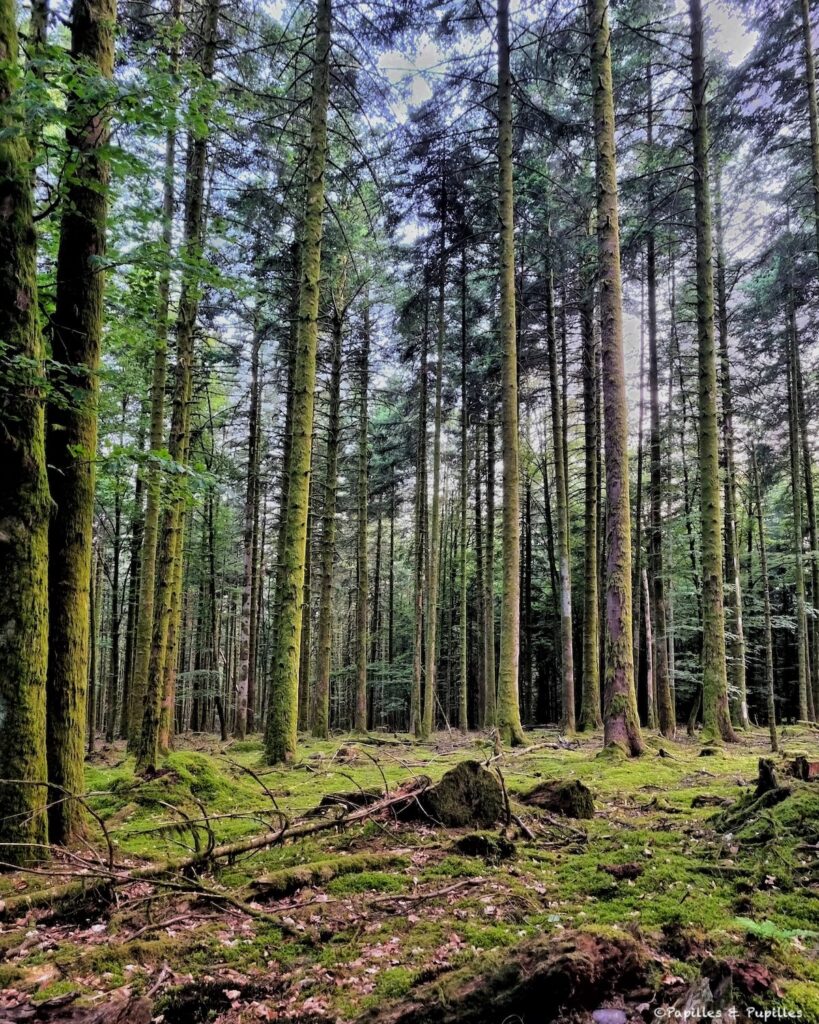 Forêt Vosgienne
