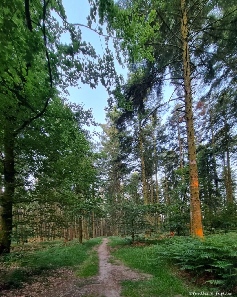 Forêt Vosgienne