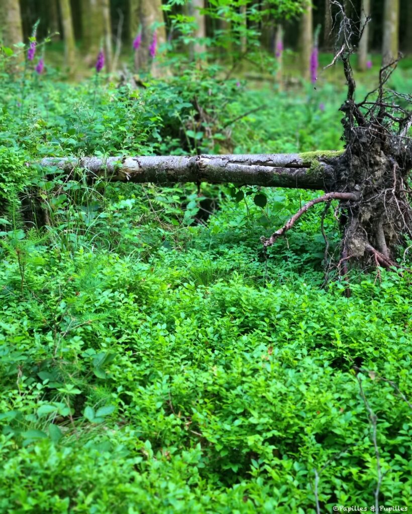 Buisson de myrtilles