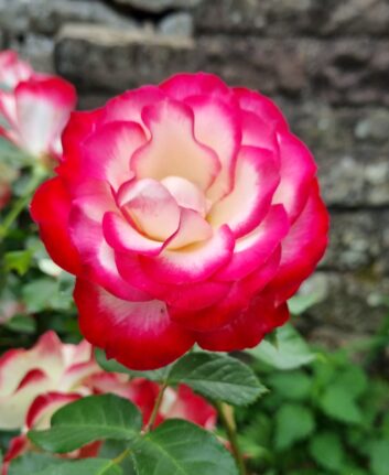 Les jardins en terrasse