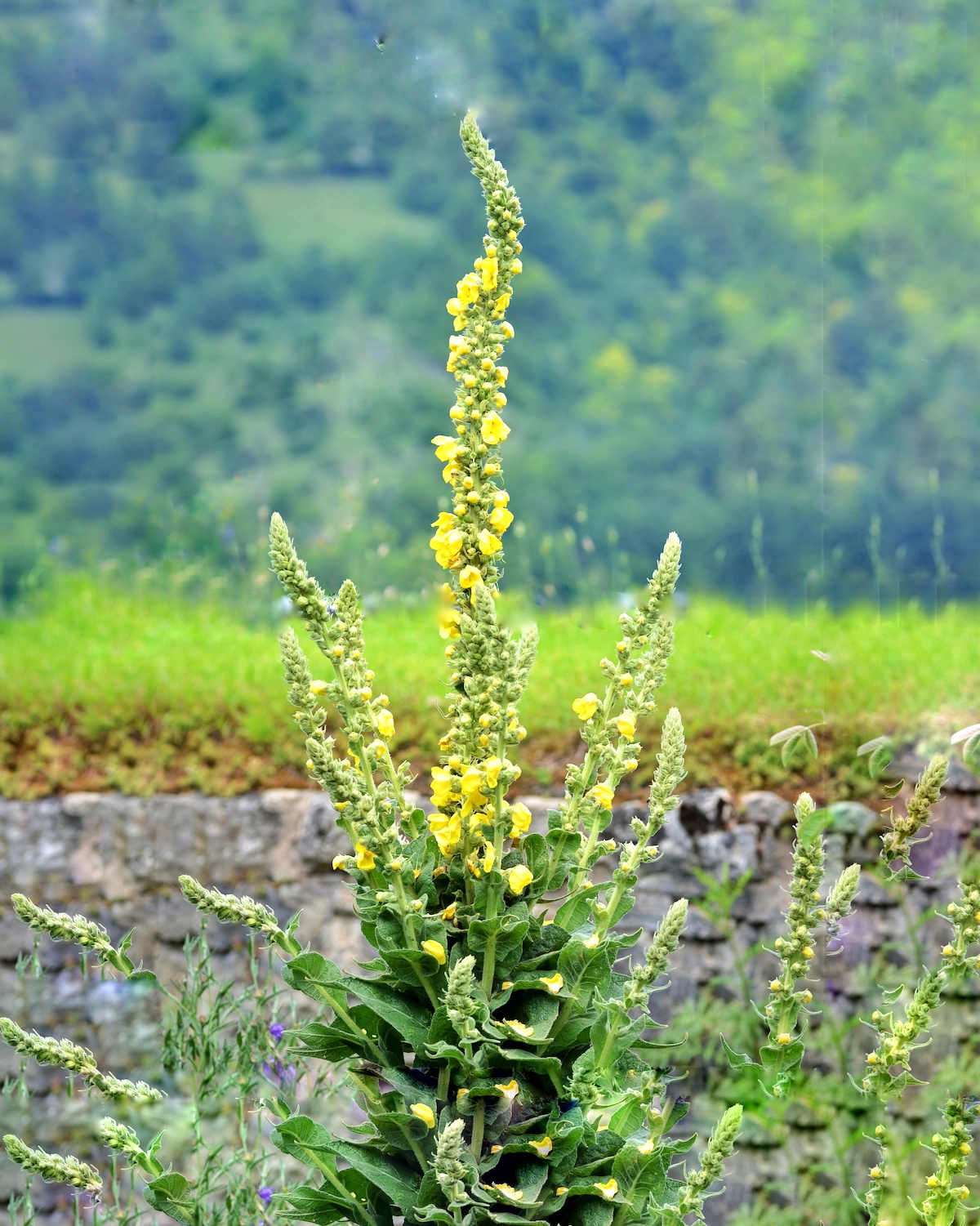 Verbascum thapsus (bouillon blanc)©Buendia22 Wikimedia Buendia22, CC BY-SA 4.0