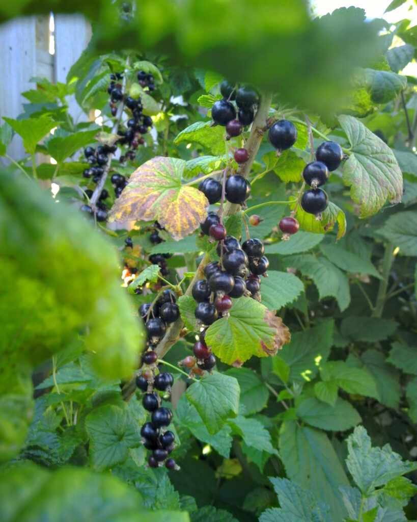 Cassis ©Chris Wood CCBYNC20