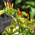 Piments oiseaux Capsicum annuum ©Forest and Kim Starr CC BY 2.0