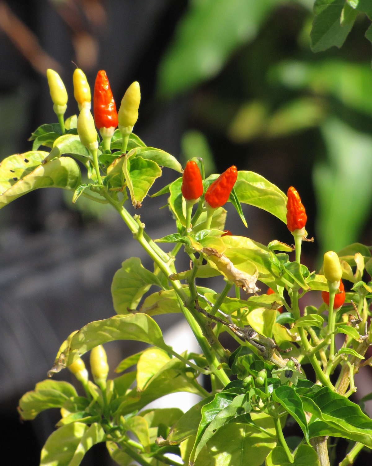 Piments oiseaux Capsicum annuum ©Forest and Kim Starr CC BY 2.0