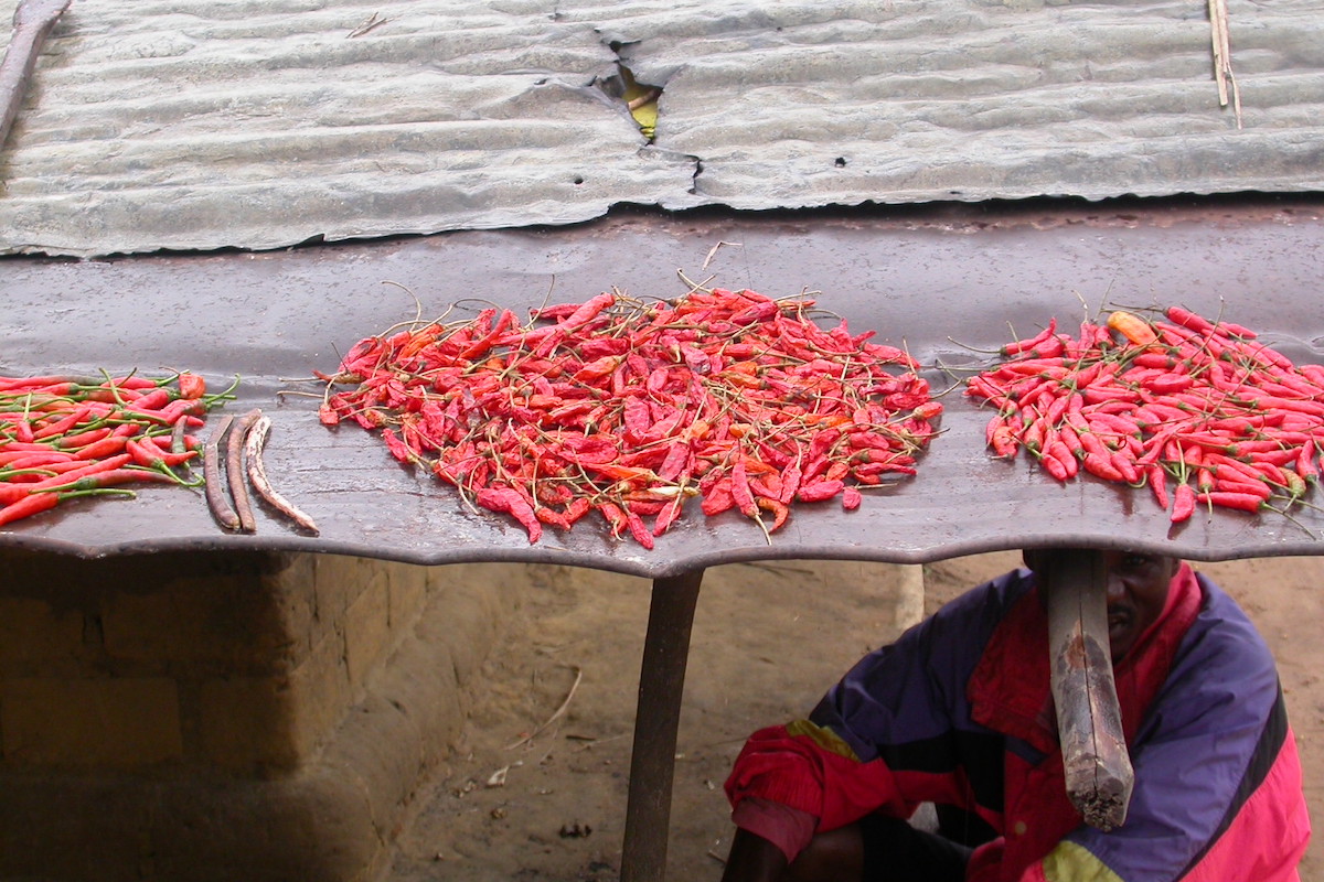 Piments oiseaux - apsicum frutescens fruit ©Scamperdale CC BY-NC 2.0
