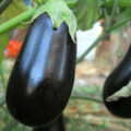 Aubergines ©RLGNZLZ CC BY-SA 2.0