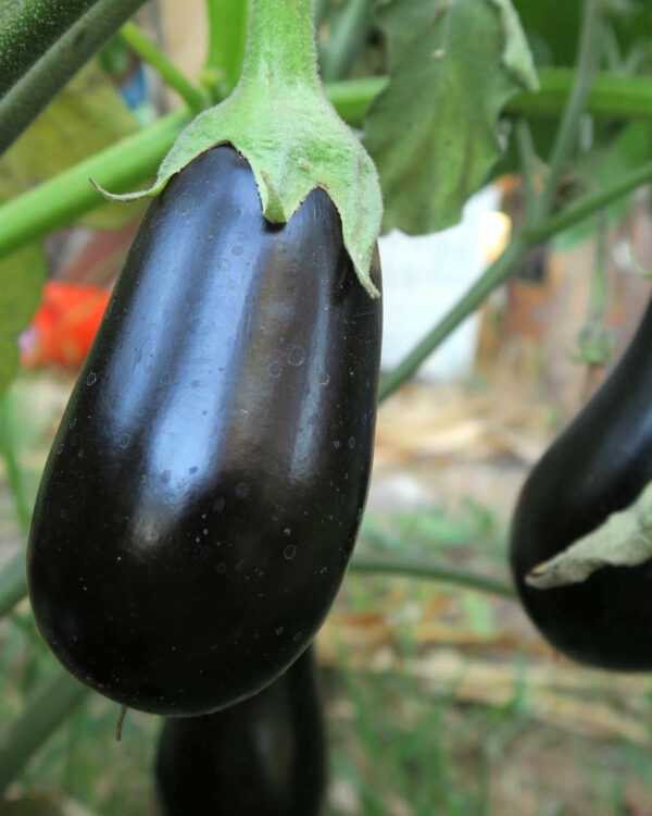 Aubergines ©RLGNZLZ CC BY-SA 2.0